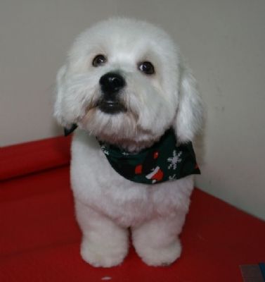 Cute Cotton  - Pet Groomers Worthing