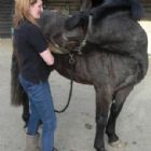 Rachel Stokes Sports & Remedial Massage