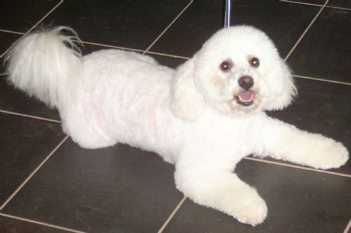 JackBichonDog