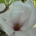 Joyce Ardis - Energy Medicine