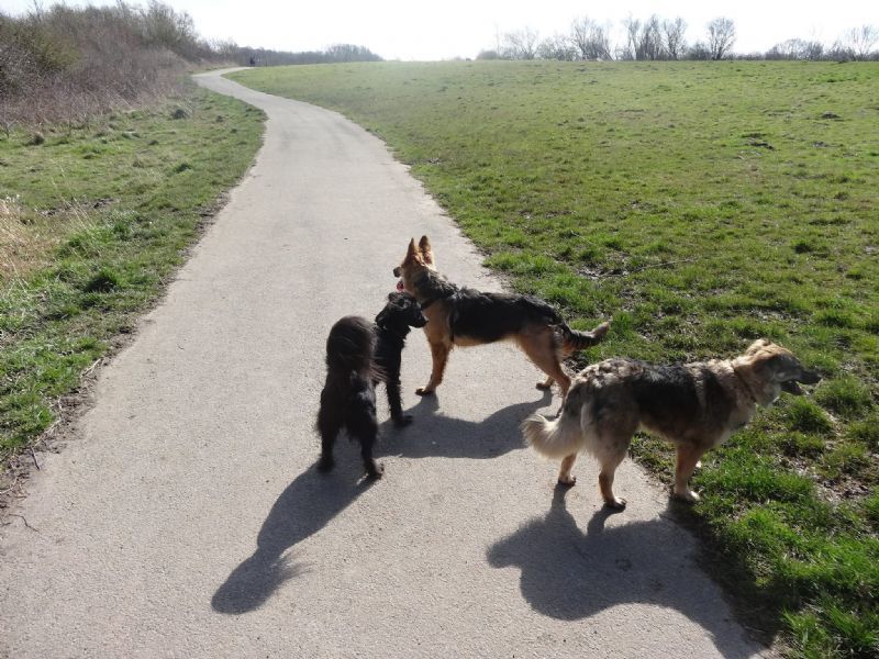 Dog Walking Service Deeside Flintshire Dog Walking Service Deeside Flintshire