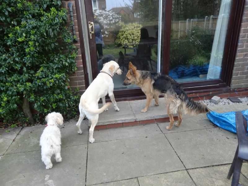 Dog Boarding Hawarden Dog Boarding Hawarden
