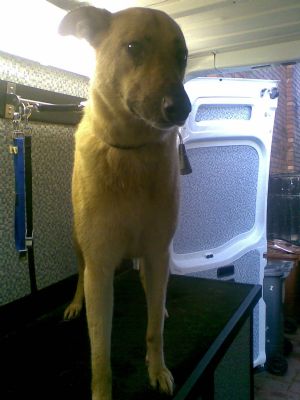 Dog Grooming Nottinghamshire Dog Grooming Nottinghamshire
