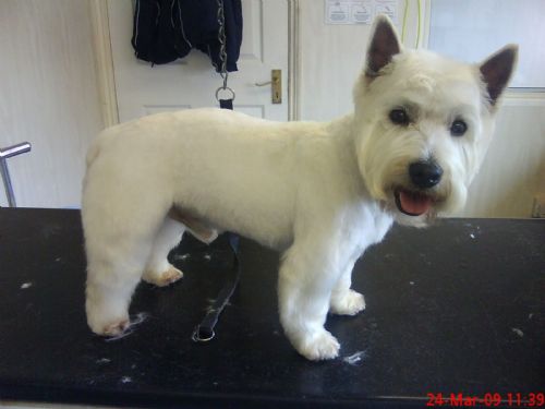 Mucky Pups, Newcastle  Dog Grooming Company - FreeIndex