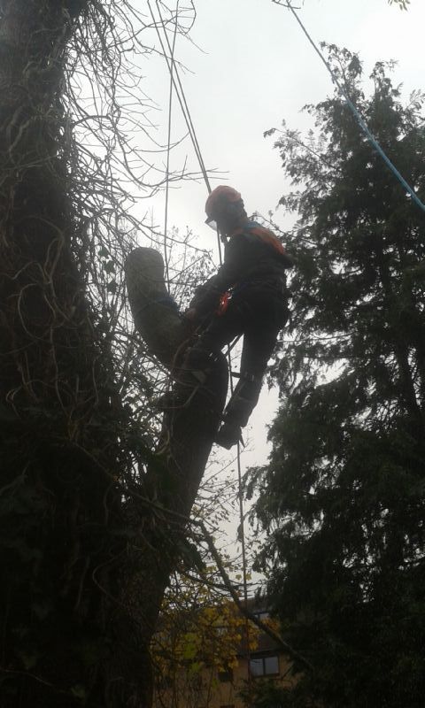 Green Fingers, Garden and Tree Services