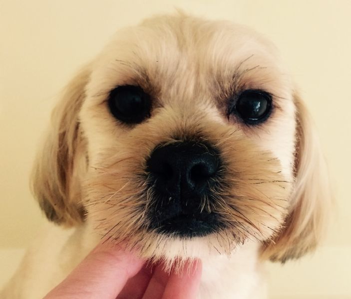 Dog Training Ashby De La Zouch Dog Training Ashby De La Zouch