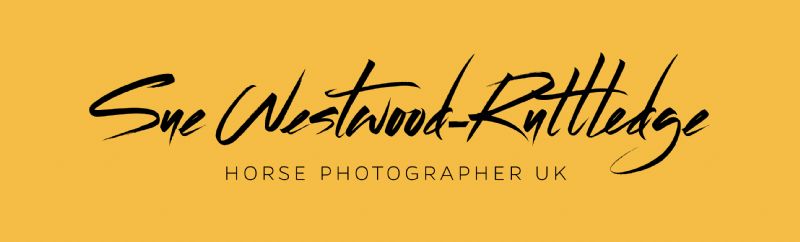 Horse Photographer uk, Sale | 1 review | Pet Photographer - FreeIndex