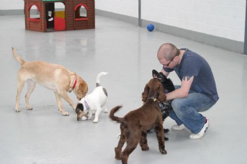 Dog Home Boarding Oldham Dog Home Boarding Oldham