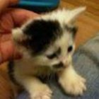 Pet u Purrs & ImPAWtant pets