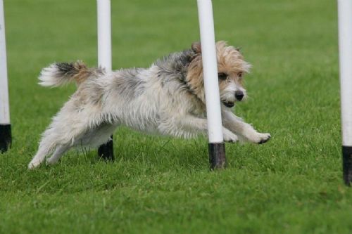 TT Dog Training School - Dog Trainer in Larkhall (UK)
