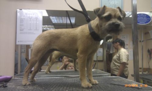 Fur Dog Grooming - Dog Grooming Company in Walton-le-dale 