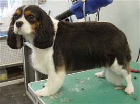 Tangles Dog Salon - Dog Grooming Company in Coventry (UK)
