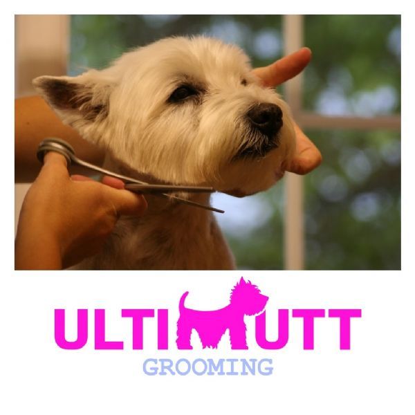 UltiMutt Grooming, Taunton | 5 reviews | Dog Grooming Company - FreeIndex