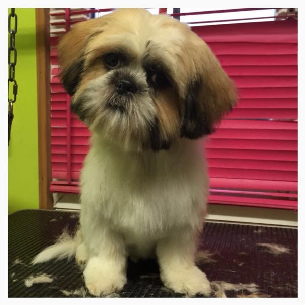 UltiMutt Grooming, Taunton | 5 reviews | Dog Grooming Company - FreeIndex