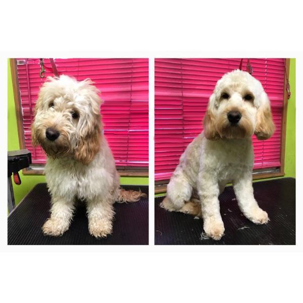 UltiMutt Grooming, Taunton 5 reviews Dog Grooming Company FreeIndex