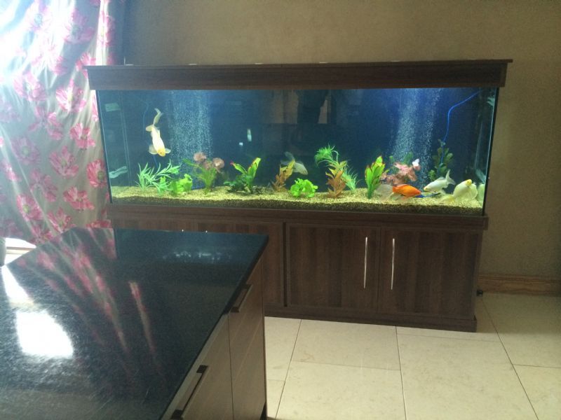 DC Aquariums Aquarium Supplier in Bonnybridge (UK)