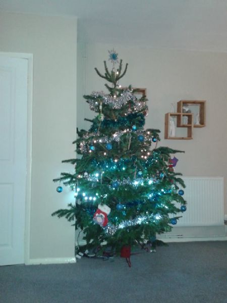 peterborough christmas trees ltd christmas tree farm in peterborough christmas trees ltd christmas tree farm in