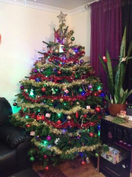 peterborough christmas trees ltd christmas tree farm in peterborough christmas trees ltd christmas tree farm in