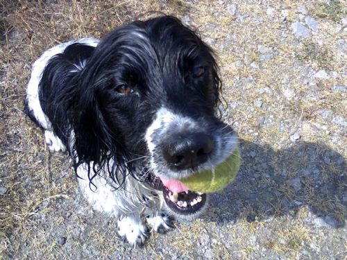 Wagtails-MK - Dog Walker in Milton Keynes (UK) - Reviews ...
