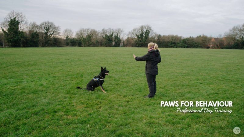 Dog Training Wilnecote Tamworth Dog Training Wilnecote Tamworth