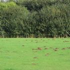 Tony Wells - Mole Catcher