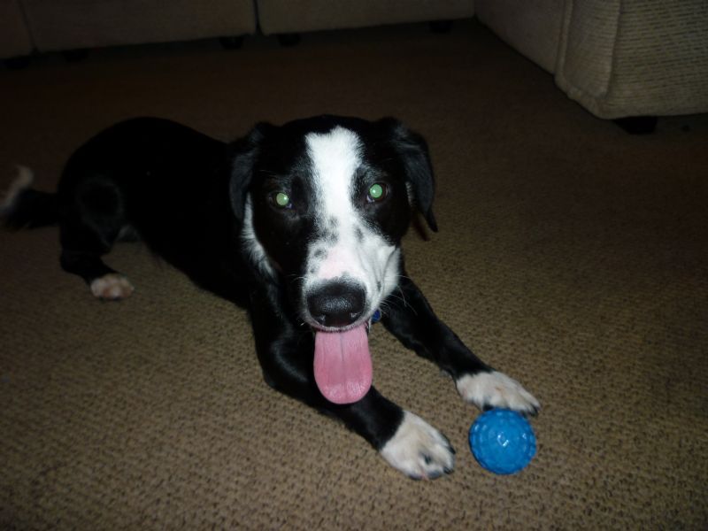 Home Boarding Dogs Wiltshire Home Boarding Dogs Wiltshire