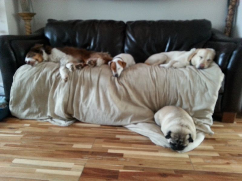 Home Dog Boarding Camberley Home Dog Boarding Camberley