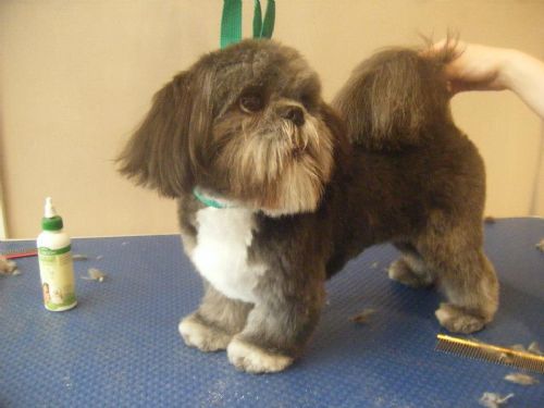 Dog Grooming Bexhill Dog Grooming Bexhill