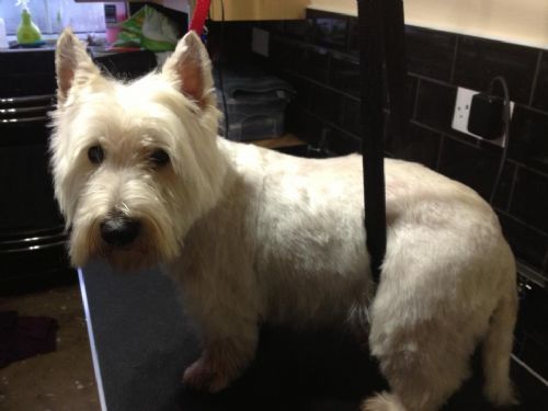 Woof Style Professional Dog Grooming, Wirral | 2 reviews | Dog Grooming Company - FreeIndex