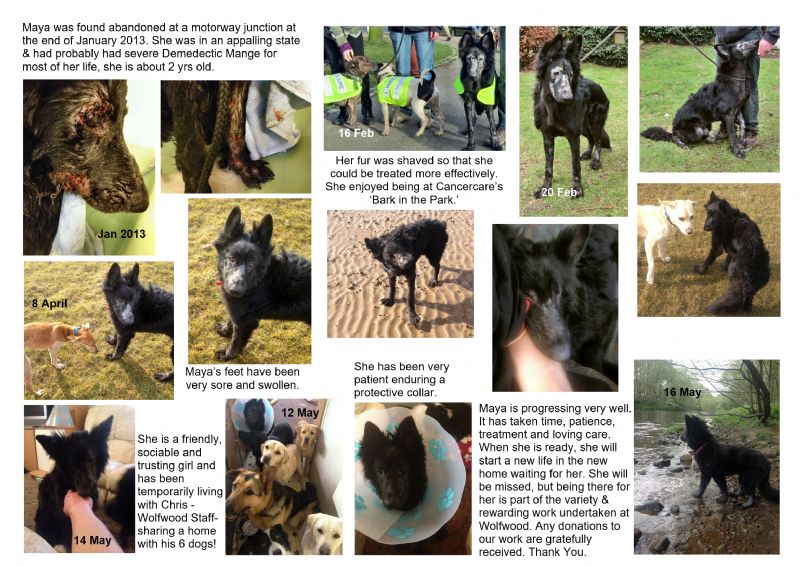 wolfwood animal rescue