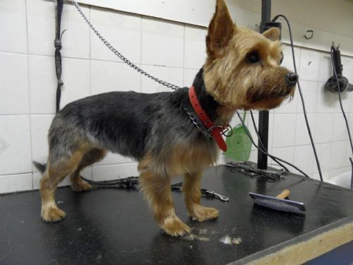 Marion S Pet Shop Dog Grooming Marion S Pet Shop Dog Grooming
