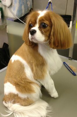 Top & Tail Dog Grooming - Dog Grooming Company in Gamesley 
