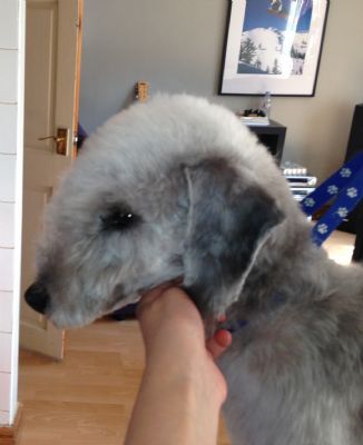 Top &amp; Tail Dog Grooming - Dog Grooming Company in Gamesley, Glossop (UK)