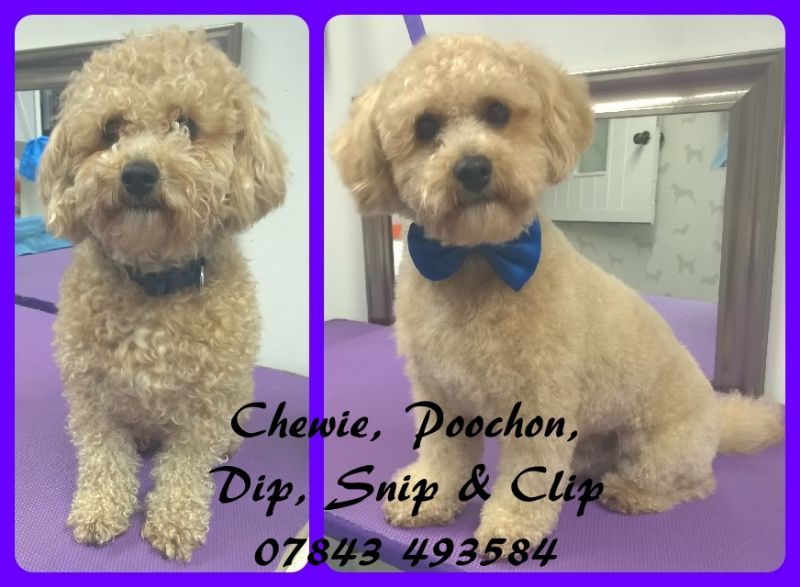 snippets dog grooming snippets dog grooming