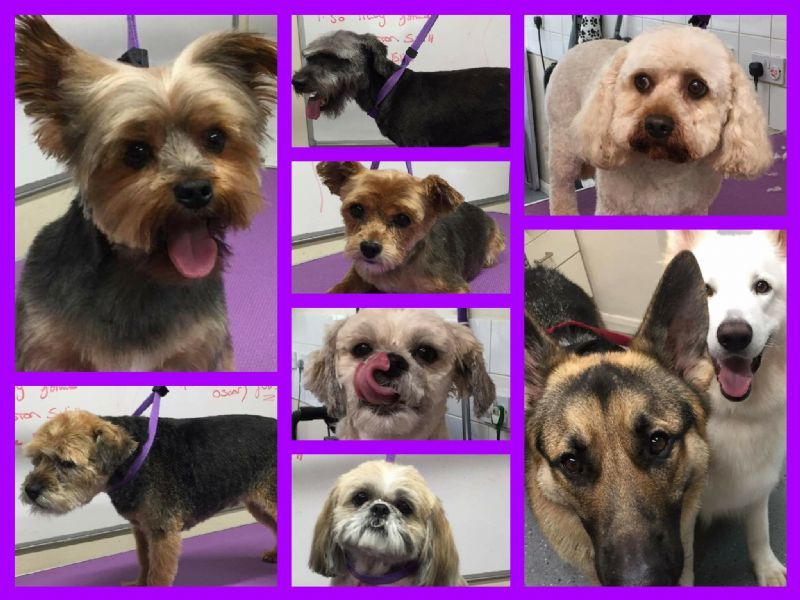 Dip, Snip and Clip Dog Grooming, Sittingbourne 1 review Dog