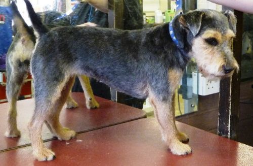 Bury Dog Grooming Co Uk Bury Bury Dog Grooming Co Uk Bury