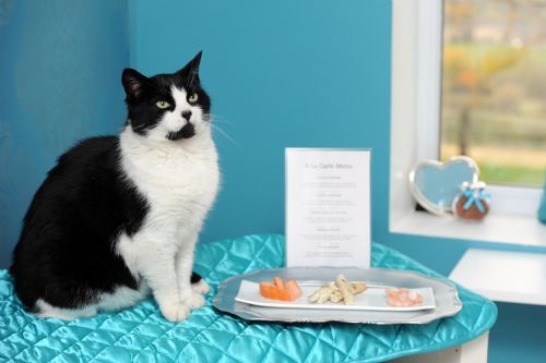 The Ings Luxury Cat Hotel, Dewsbury | Cattery - FreeIndex