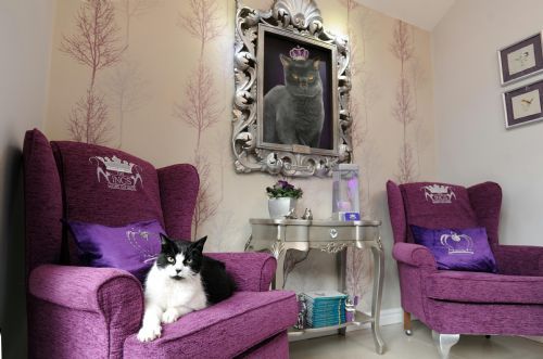 The Ings Luxury Cat Hotel, Dewsbury | Cattery - FreeIndex