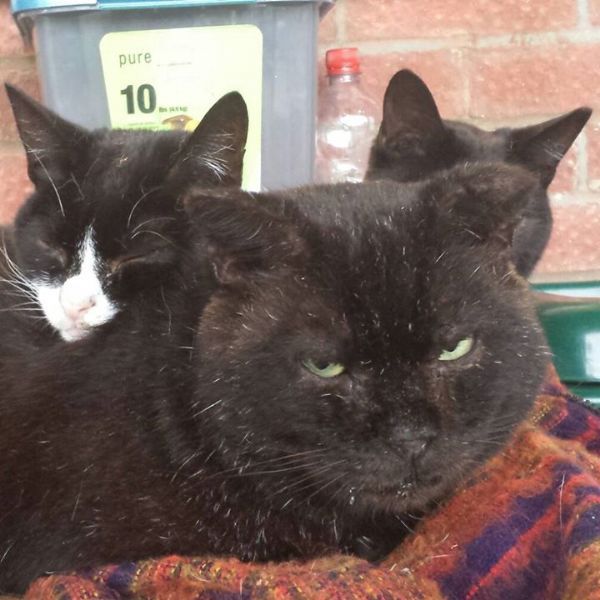 Feline Care Cat Rescue, Norwich Animal Rescue Centre FreeIndex