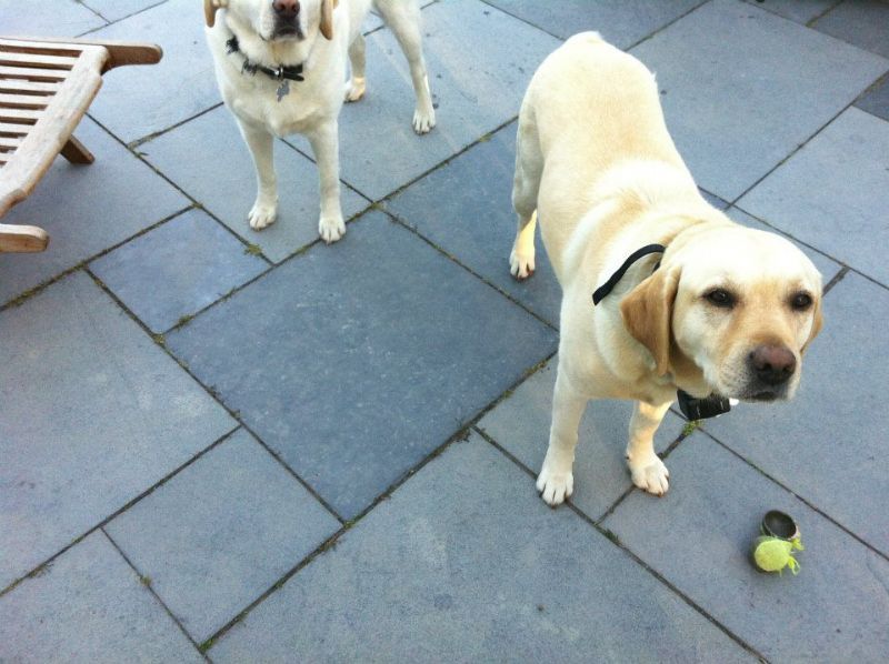 Molly S Home Dog Boarding Worthing Molly S Home Dog Boarding Worthing