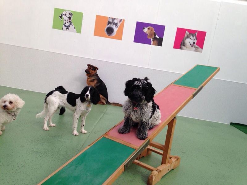 Dog Kennels In Littlehampton Dog Kennels In Littlehampton