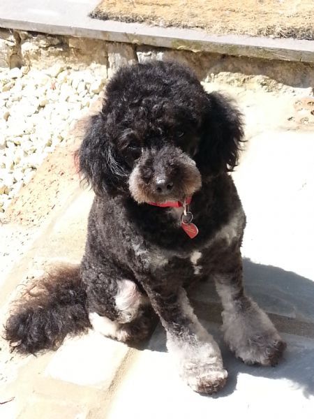 Dog Grooming Midsomer Norton Dog Grooming Midsomer Norton