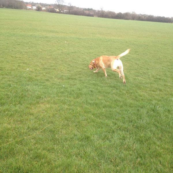 Walky Walkies Dog Walker in Loughton (UK)