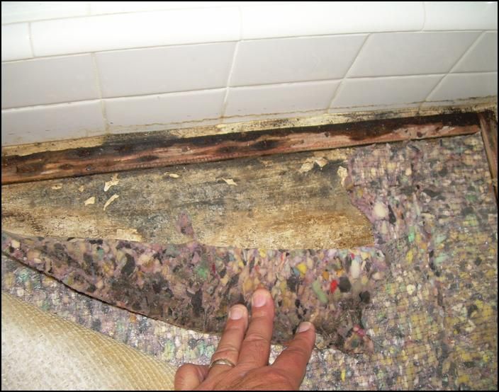 carpet mold wet under water damage pad cleaning moldy floor damaged does walls carpets removal pomegranate fitting wales jones north