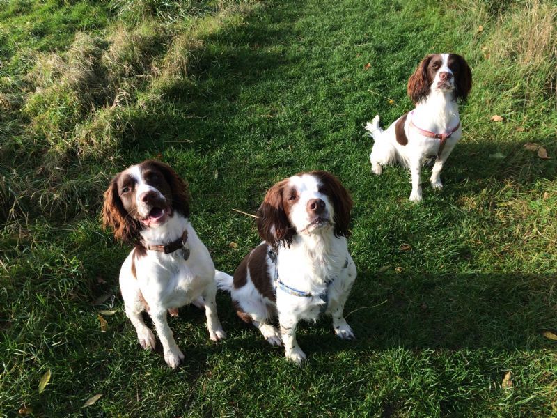 Molly's Dog Walking Service, Fareham 5 reviews Dog