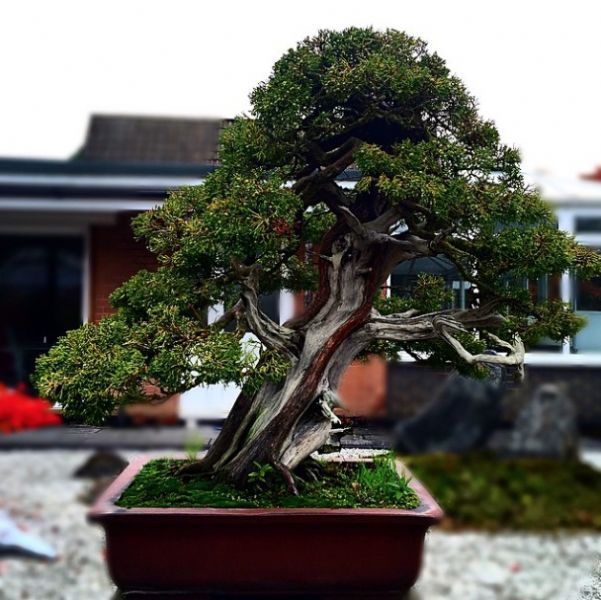 Herons Bonsai, Lingfield 2 reviews Garden Centre FreeIndex