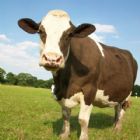 Straight From The Cow
