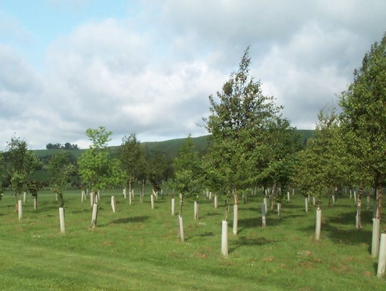 Cheviot Trees Ltd Tree Nursery in Berwickupontweed (UK)