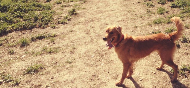The Walking Dogs, High Dog Walker FreeIndex