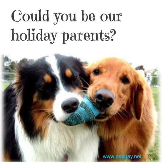 Dog Kennels Monmouthshire Dog Kennels Monmouthshire